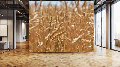 Golden ripe ears of wheat. Wall mural