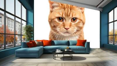 Close-up of an orange tabby cat with expressive eyes, isolated on white background., transparent background Wall mural