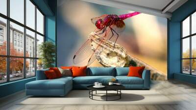 dragonfly on leaf Wall mural