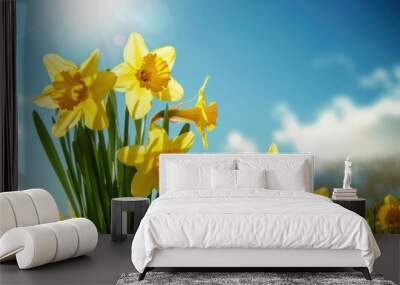 Bright yellow daffodils blooming under the sun in a grassy field with a clear blue sky. Wall mural