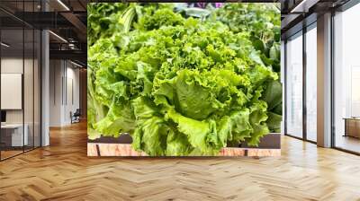 Lettuce Salad vegetables fresh green garden Organic food. Wall mural