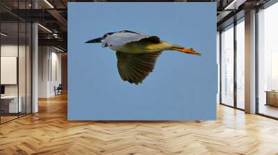 Black-crowned night heron Wall mural