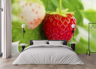 Fresh red strawberries Wall mural