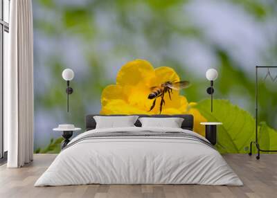 Honey Bee flying to the yellow flower. Wall mural