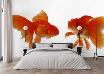 goldfish in a glass Wall mural