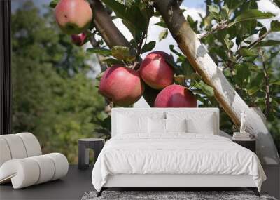 ripe red apples on a tree Wall mural