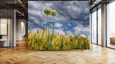 two onion flowers on a wheat field with a cloudy sky Wall mural