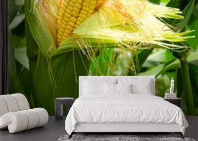 A corn in field before harvest. Wall mural