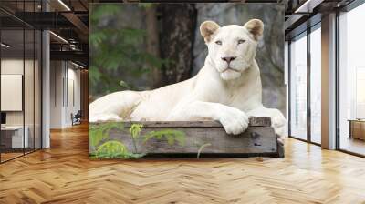 a white lion asleep Wall mural