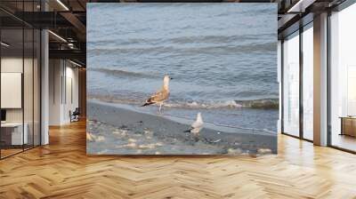 Two seagulls by the sea Wall mural