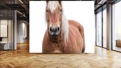  Norwegian horse on white background Wall mural