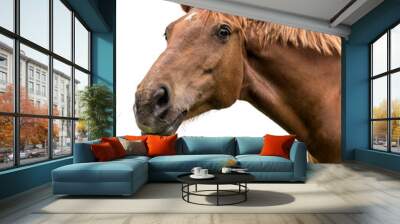 Portrait of a bay horse on a white background Wall mural