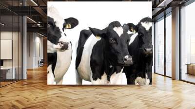 three cows on white background Wall mural