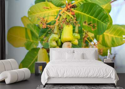 Cashew nuts growing on tree Wall mural