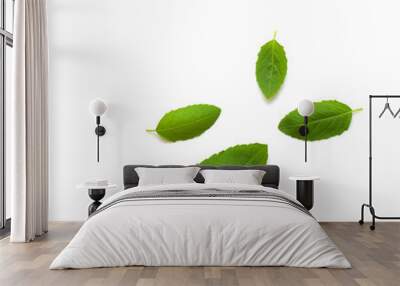 Fresh basil leaves on white background Wall mural