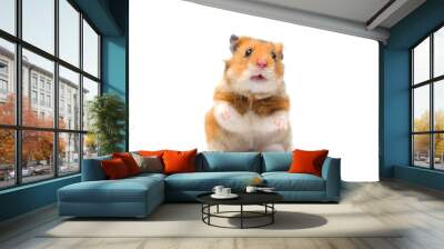 Cute Syrian hamster standing on its hind legs in a funny pose (isolated on white), selective focus on the hamster eyes Wall mural