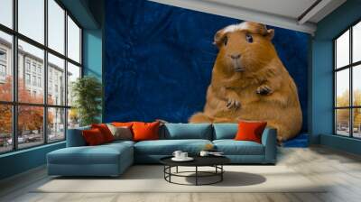 funny guinea pig sitting in a funny pose on the dark blue background (with copy space on the left) Wall mural