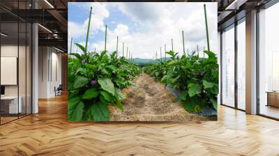 Cultivation of the eggplant Wall mural