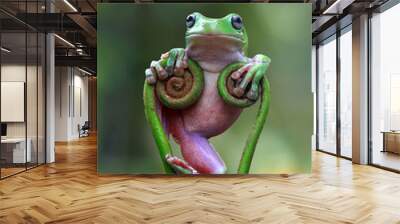 Australian white tree frog on leaves, dumpy frog on branch, animal closeup, amphibian closeup Wall mural