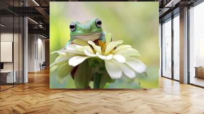 Australian white tree frog on leaves, dumpy frog on branch,  Australian white tree frog sitting on flowes Wall mural