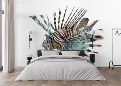 Beautiful dwarf lionfish on isolated background, Dwarf lionfish closeup white background Wall mural