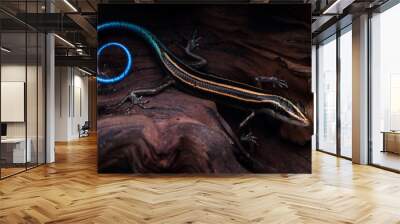 Blue tail skink (Cryptoblepharus egeriae) closeup on wood, Blue tail skink closeup Wall mural