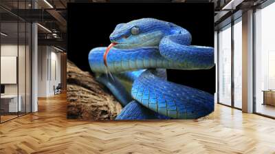 Blue viper snake closeup face Wall mural