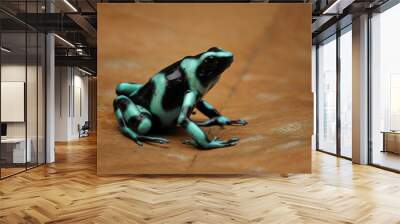 Dendrobates auratus green dart frog closeup, dendrobates auratus green closeup on  dry leaves Wall mural