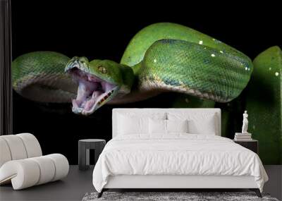 Green tree python snake on branch ready to attack, Chondropython viridis snake closeup with black background Wall mural