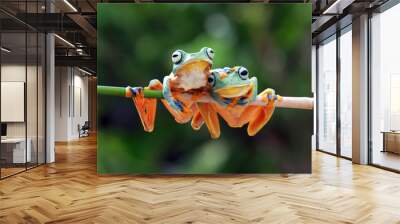 Javan tree frog on sitting on branch, flying frog on branch, tree frog on branch Wall mural