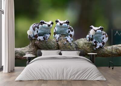 Three amazon milk frog on branch, Panda Bear Tree Frog, animal closeup Wall mural