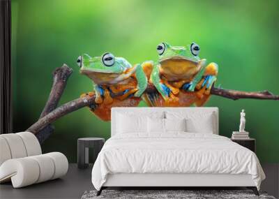 tree frog on branch Wall mural