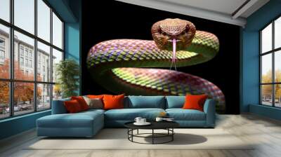 Trimeresurus purpureumaculatus, Viper snake closeup face ready to attack Wall mural