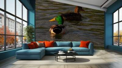 duck in water Wall mural