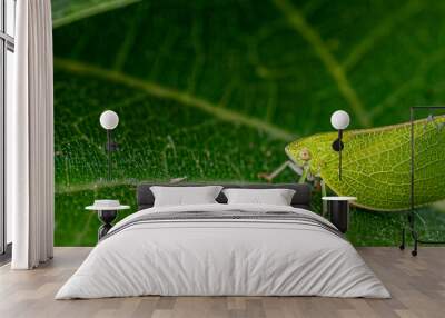 green bug on leaf Wall mural