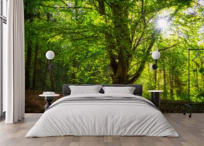 An old tree in a deciduous forest at sunset. The sun penetrates the foliate in a star-shaped form. Wall mural