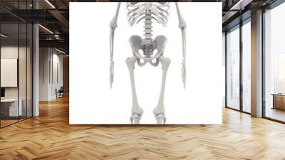 human skeleton isolated on white background Wall mural