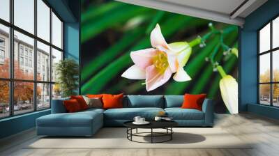 pink flower 2 Wall mural