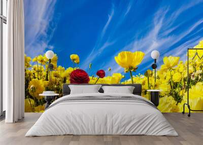 Lush yellow garden ranunculus Wall mural