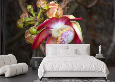 Amazing beautiful flower. Wall mural