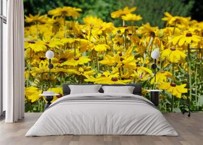 Bright flowers rudbeckia Wall mural