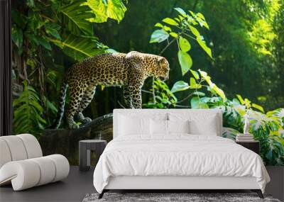 Leopard on a branch of a large tree in the wild habitat during the day about sunlight Wall mural