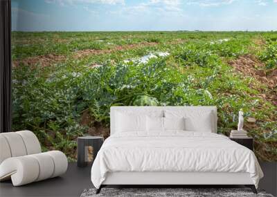 A field with watermelons melons in a nature landscape. Agriculture in Asia. Wall mural