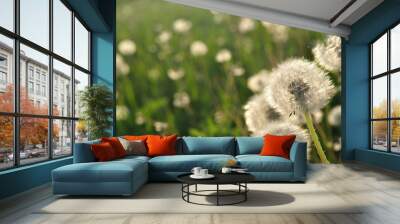 Dandelions in the meadow in spring. Space on left side Wall mural