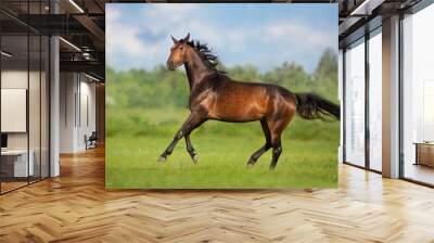 Bay horse free run gallop in meadow Wall mural