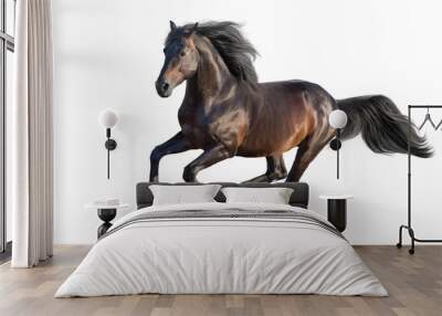 Bay stallion run gallop isolated on white Wall mural