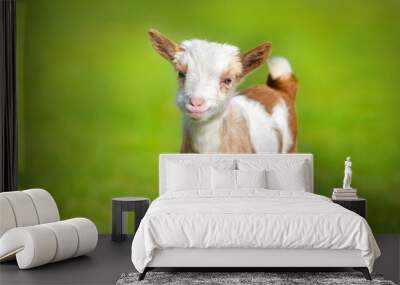 beautiful cute goat kid on green spring grass Wall mural