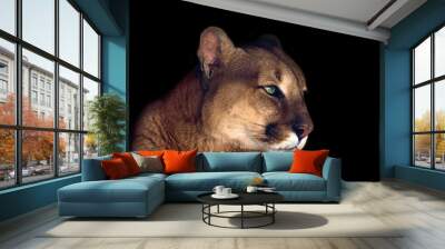 Beautiful puma  portrait isolated on black background Wall mural