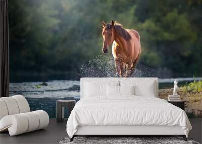 Chestnut horse in river with splash of water Wall mural