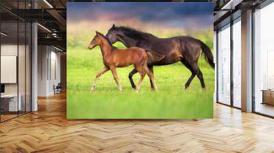 Foal with mare run Wall mural